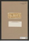 Stephanopyxis cylindracea Grev. (de-Toni-Nr.: Genus 187, Species 4661/1) Zeichnungen Sammlung Grunow Nr. 8305 (NHMW-BOT-W0377704)